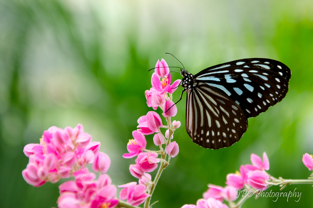 Schmetterling - Dark Blue Tigers