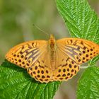 Schmetterling , das grüne Band im Harz