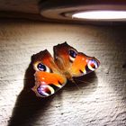 Schmetterling