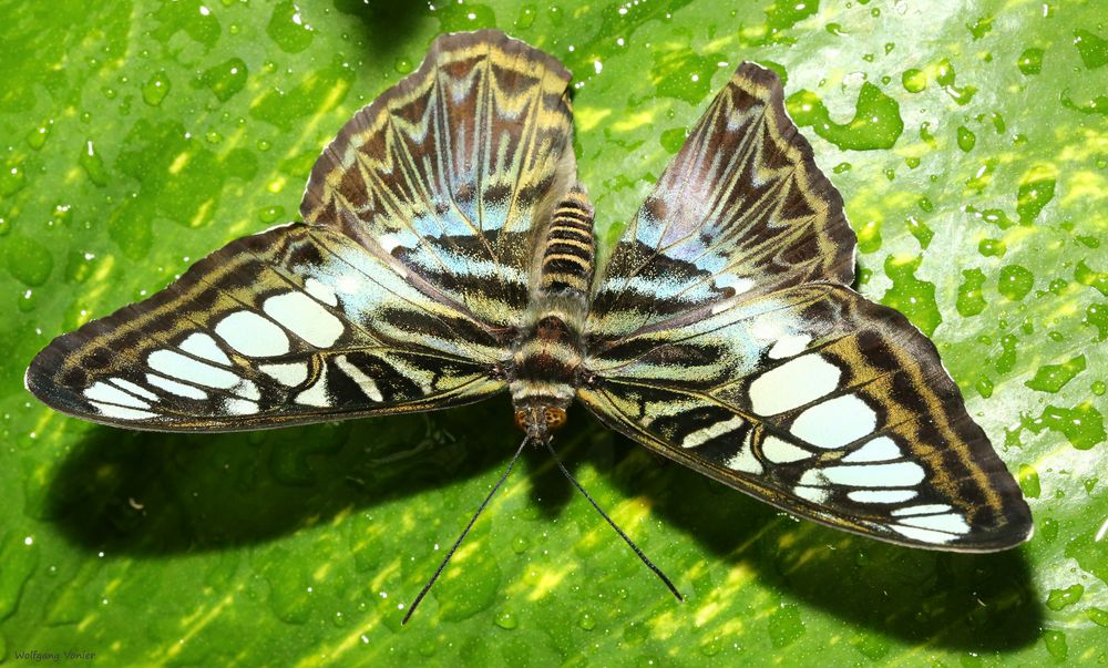 Schmetterling