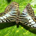 Schmetterling