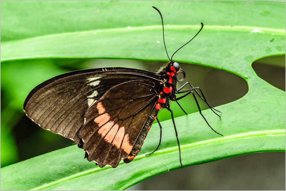 Schmetterling