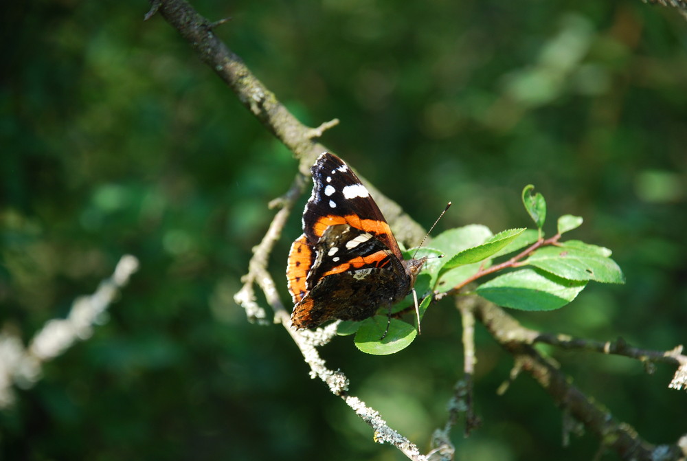 Schmetterling