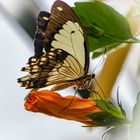 Schmetterling