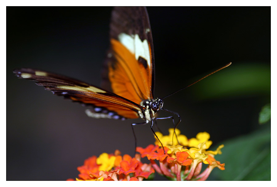 Schmetterling