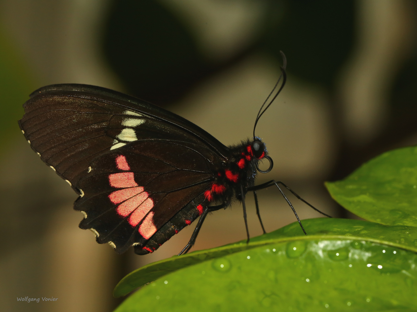 Schmetterling 