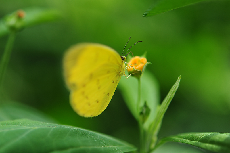 Schmetterling by Manams 