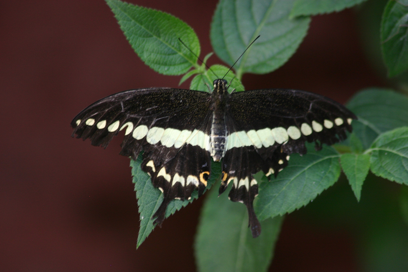 Schmetterling