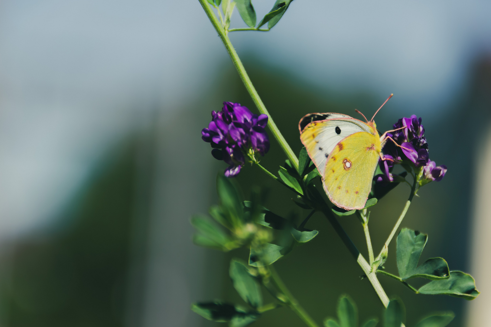 Schmetterling