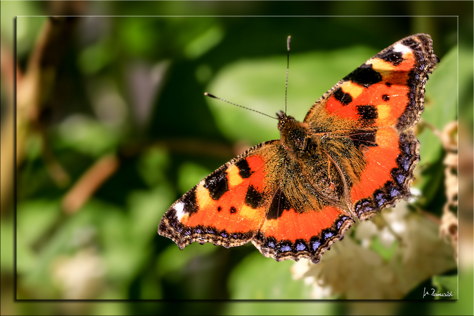 Schmetterling