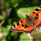 Schmetterling