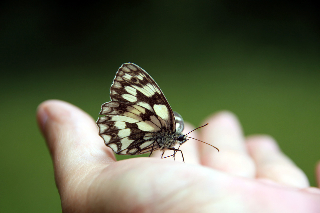 Schmetterling*