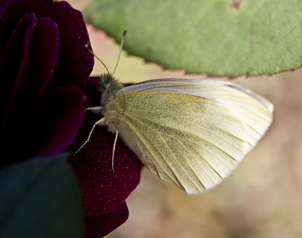 Schmetterling