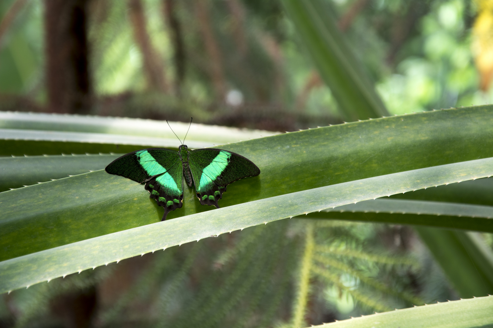 Schmetterling