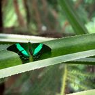 Schmetterling