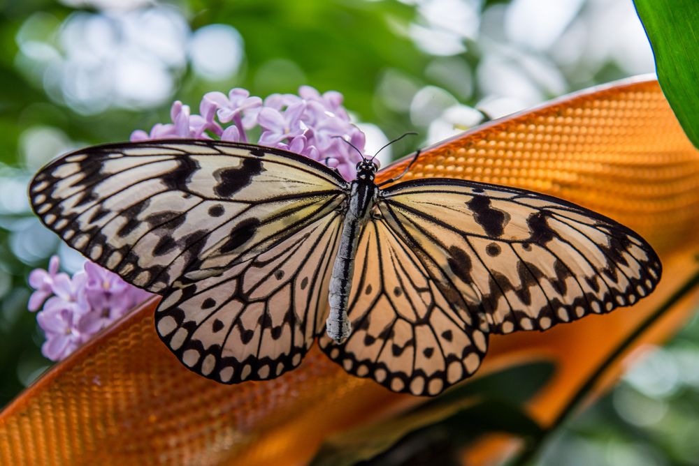 Schmetterling