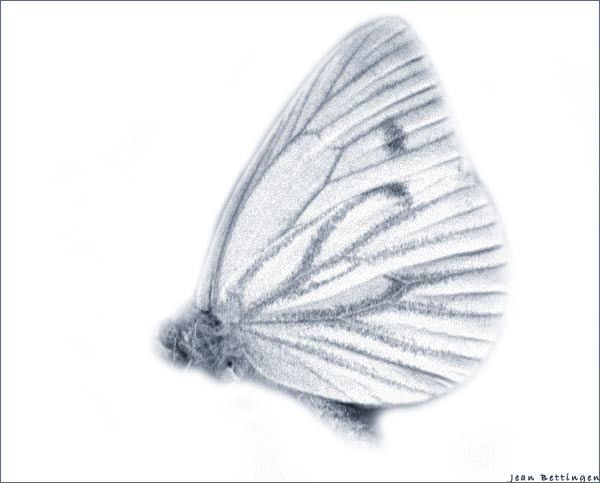 schmetterling