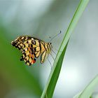 schmetterling