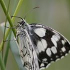 Schmetterling