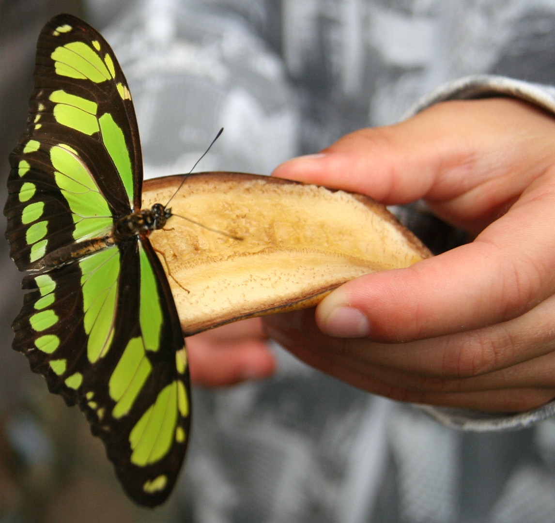 Schmetterling