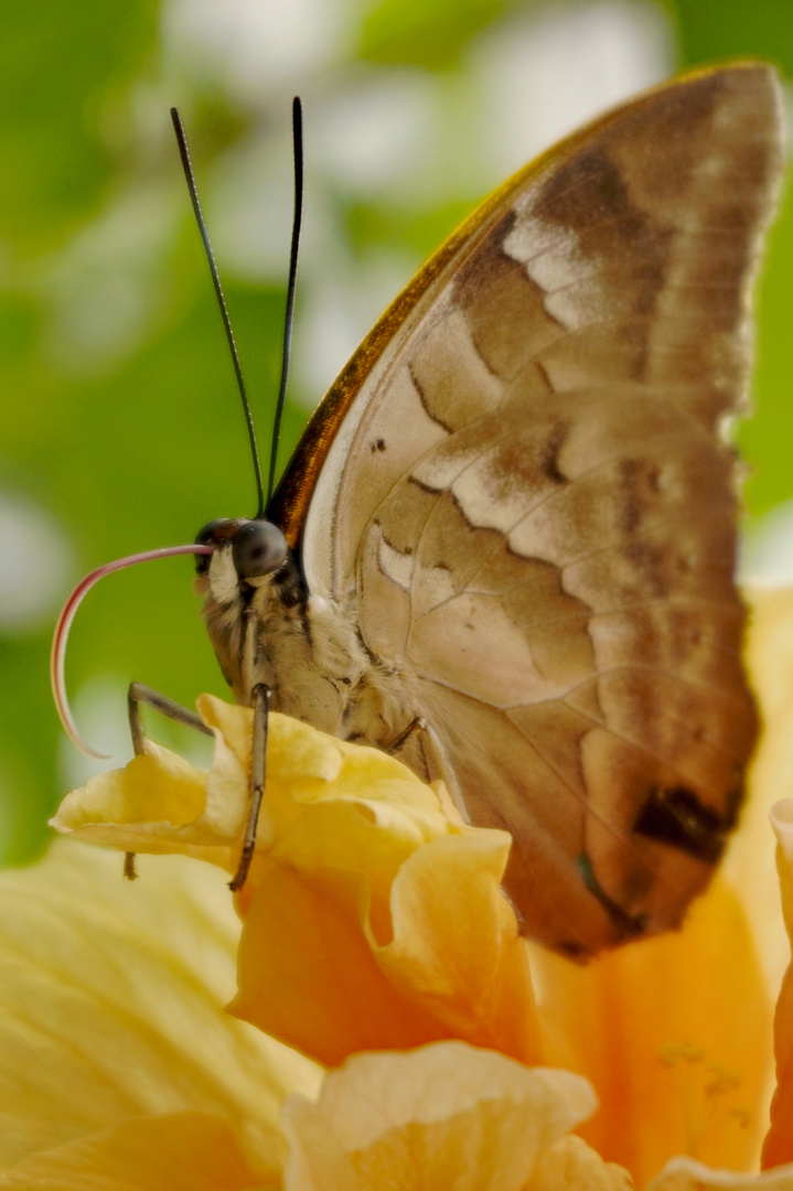 Schmetterling