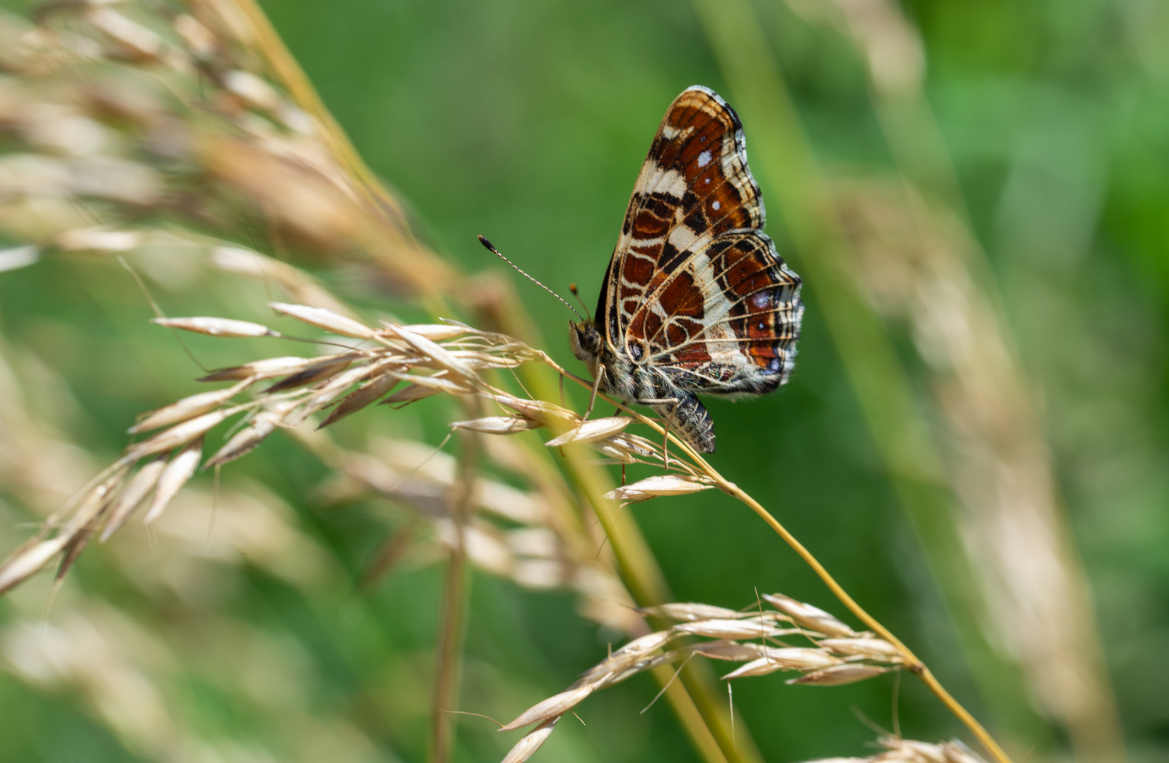 Schmetterling