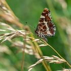 Schmetterling