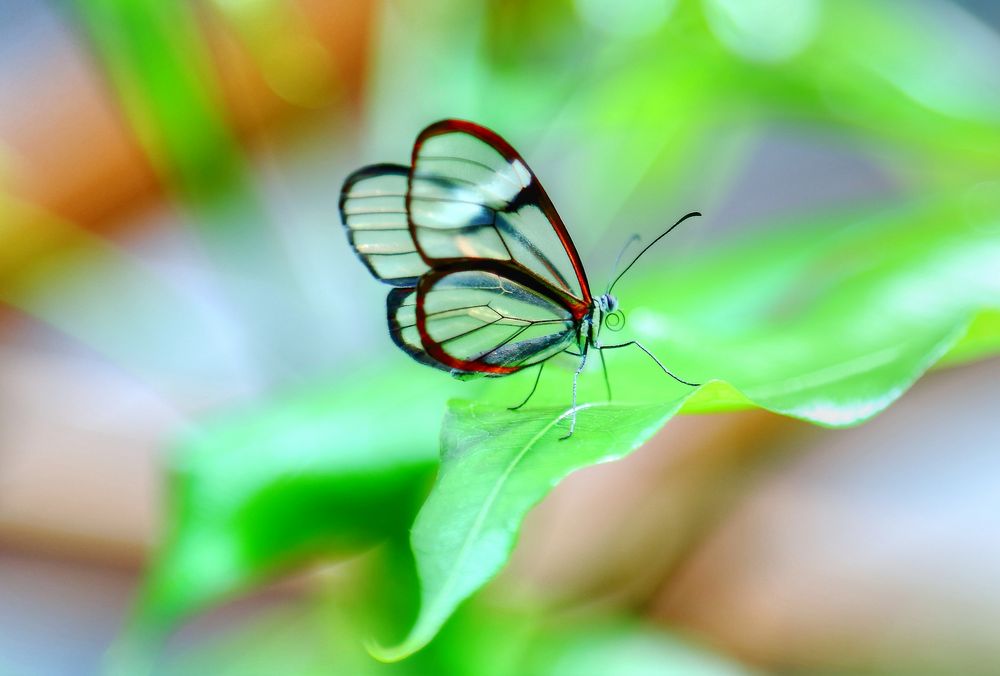 Schmetterling