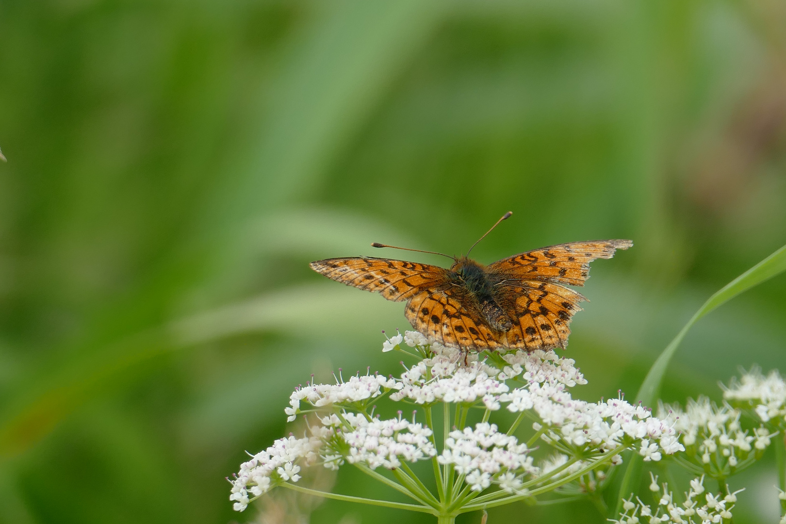 Schmetterling