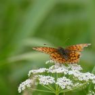 Schmetterling