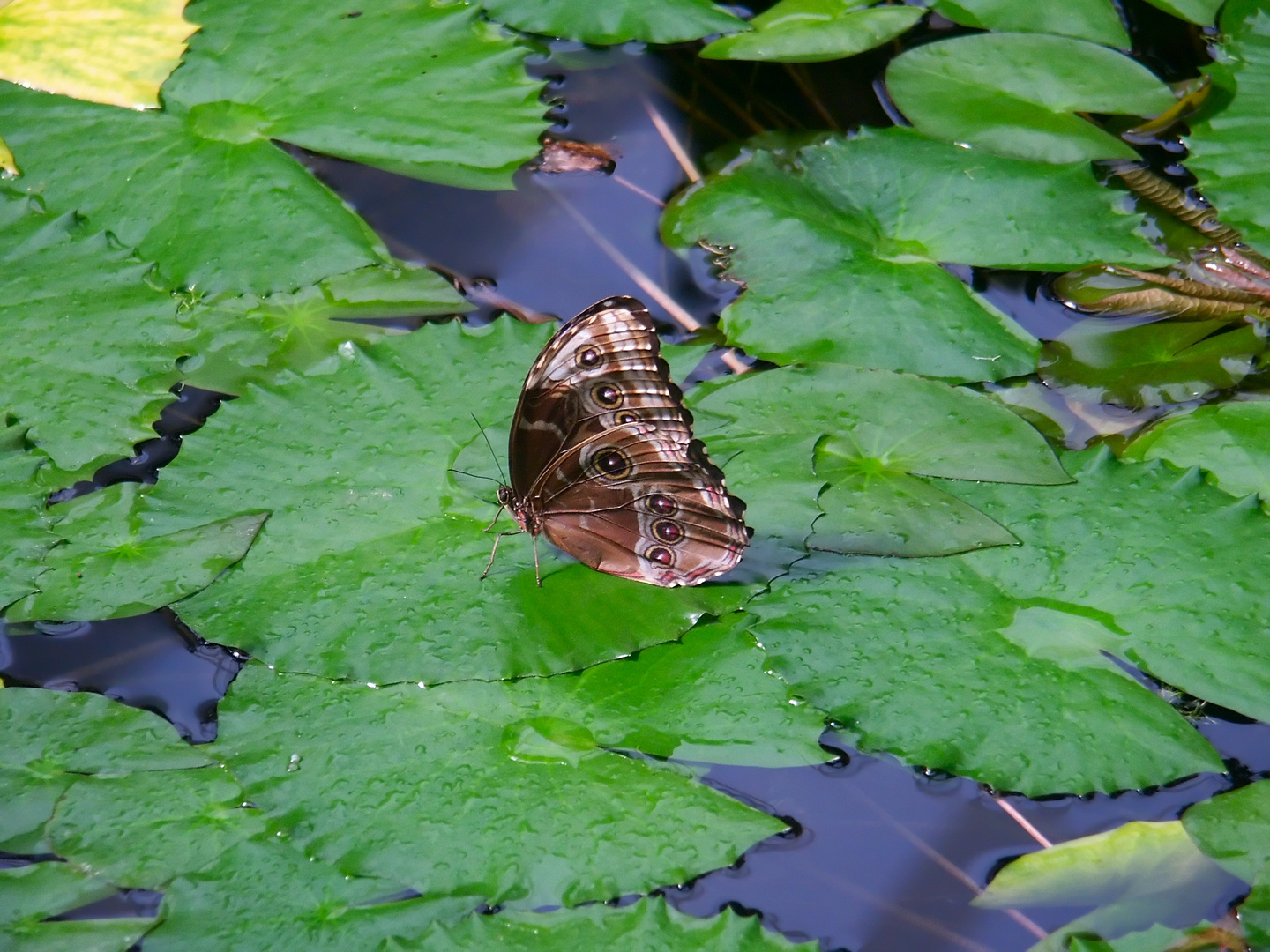 Schmetterling