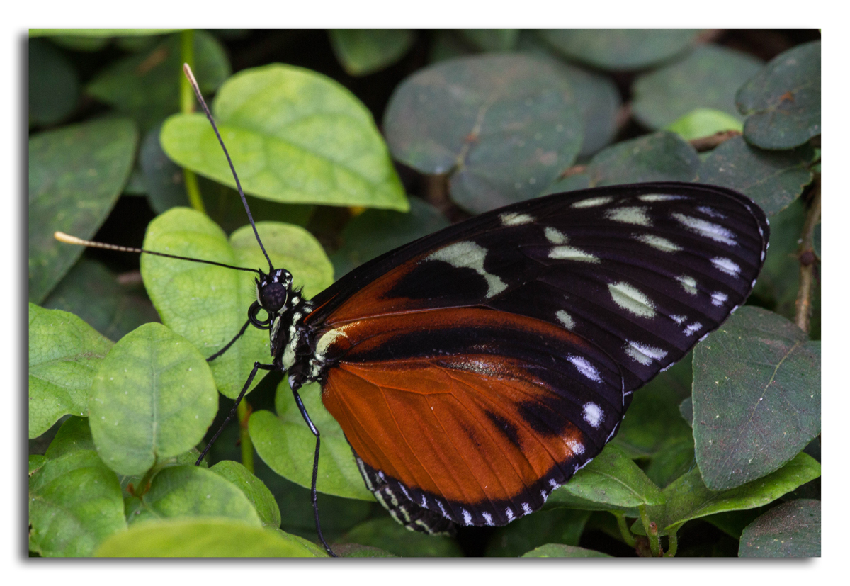 Schmetterling