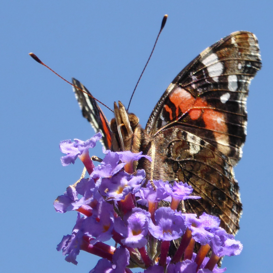 Schmetterling