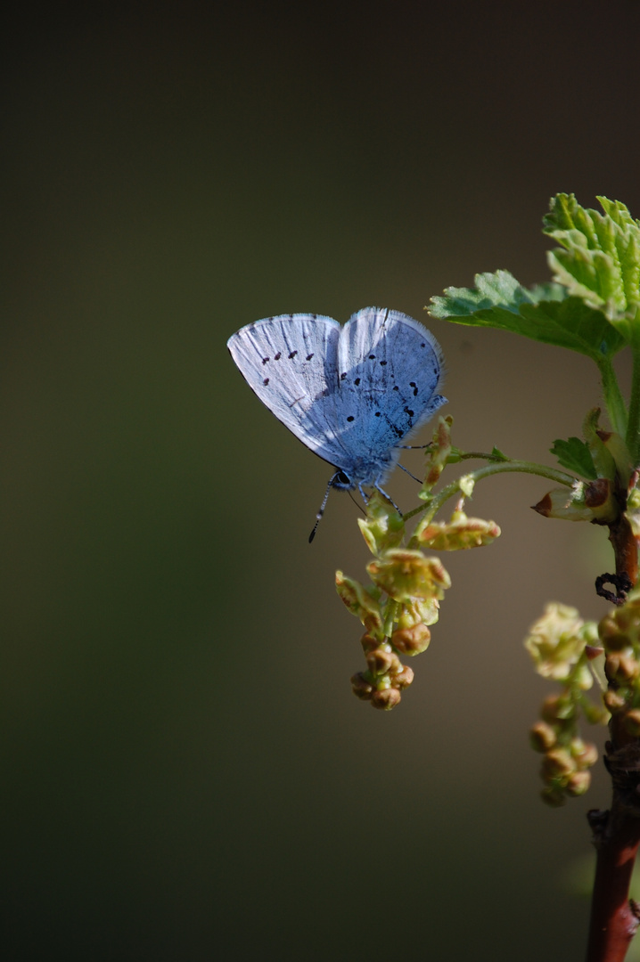 Schmetterling