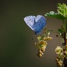 Schmetterling