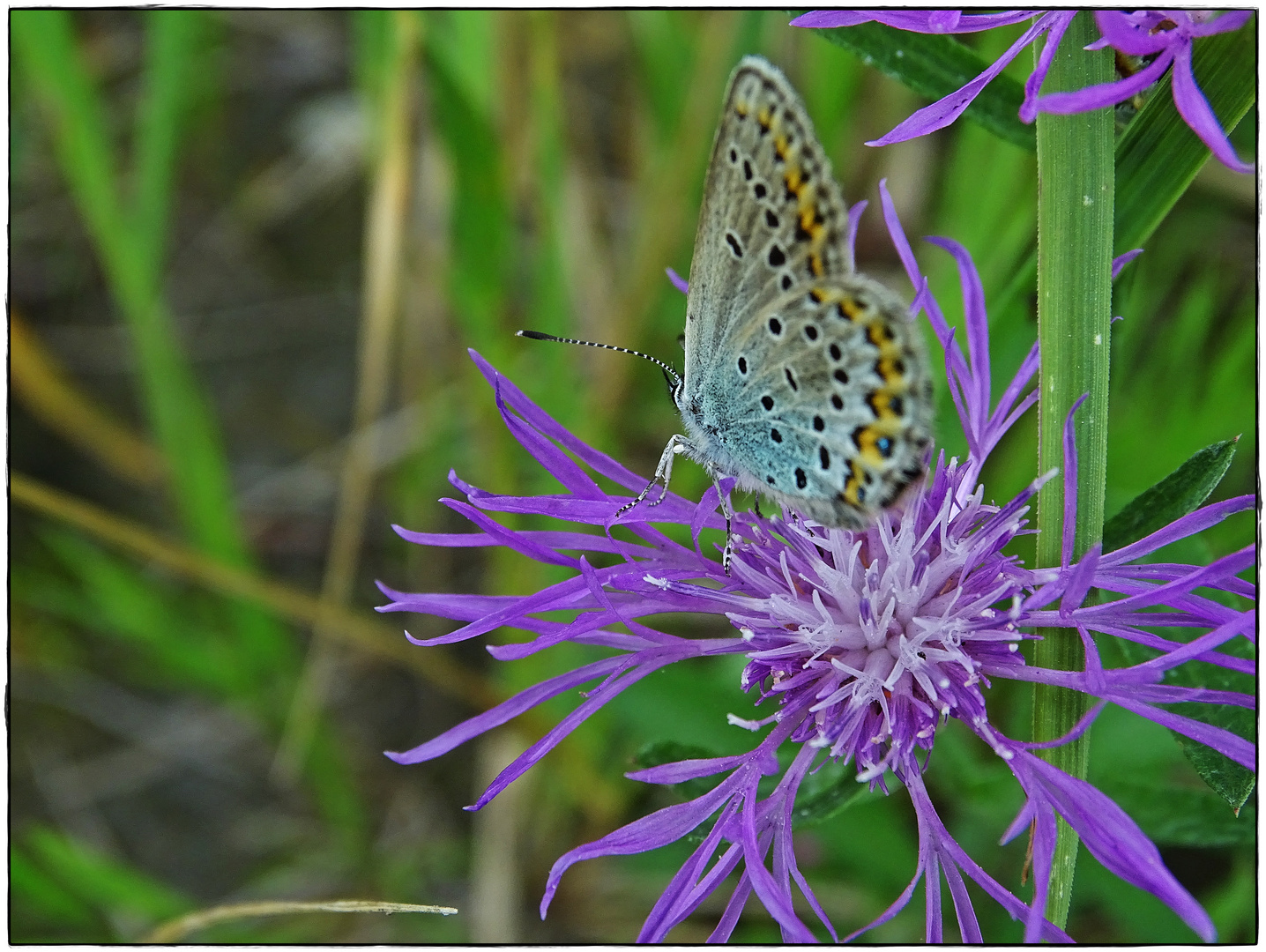 SCHMETTERLING