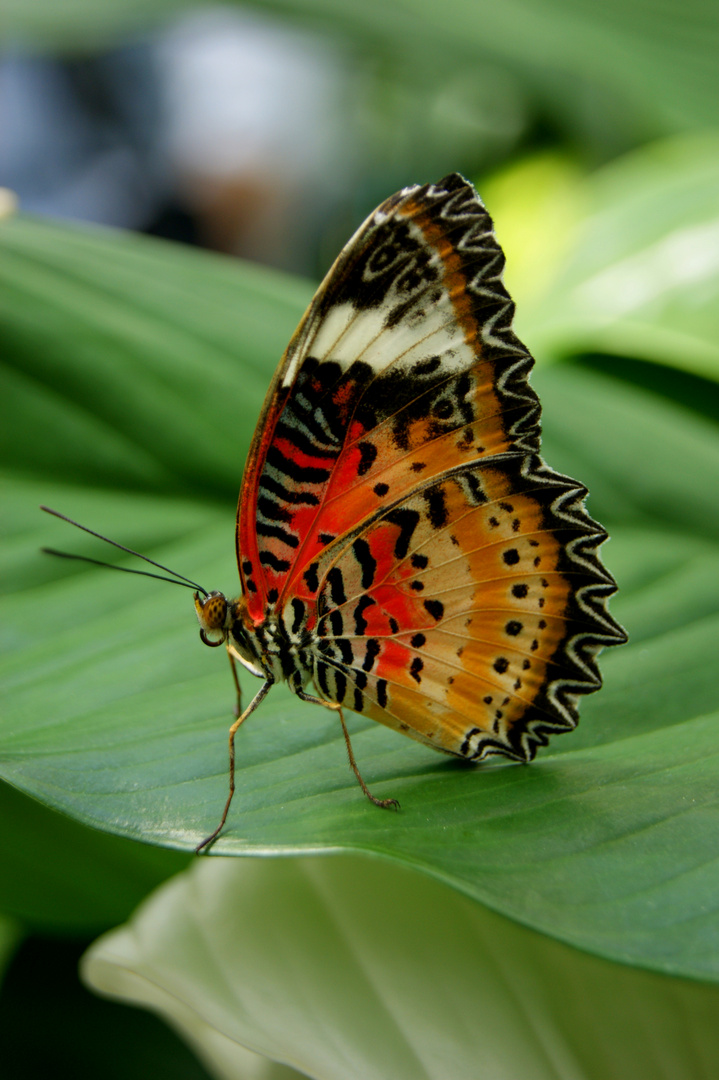 Schmetterling