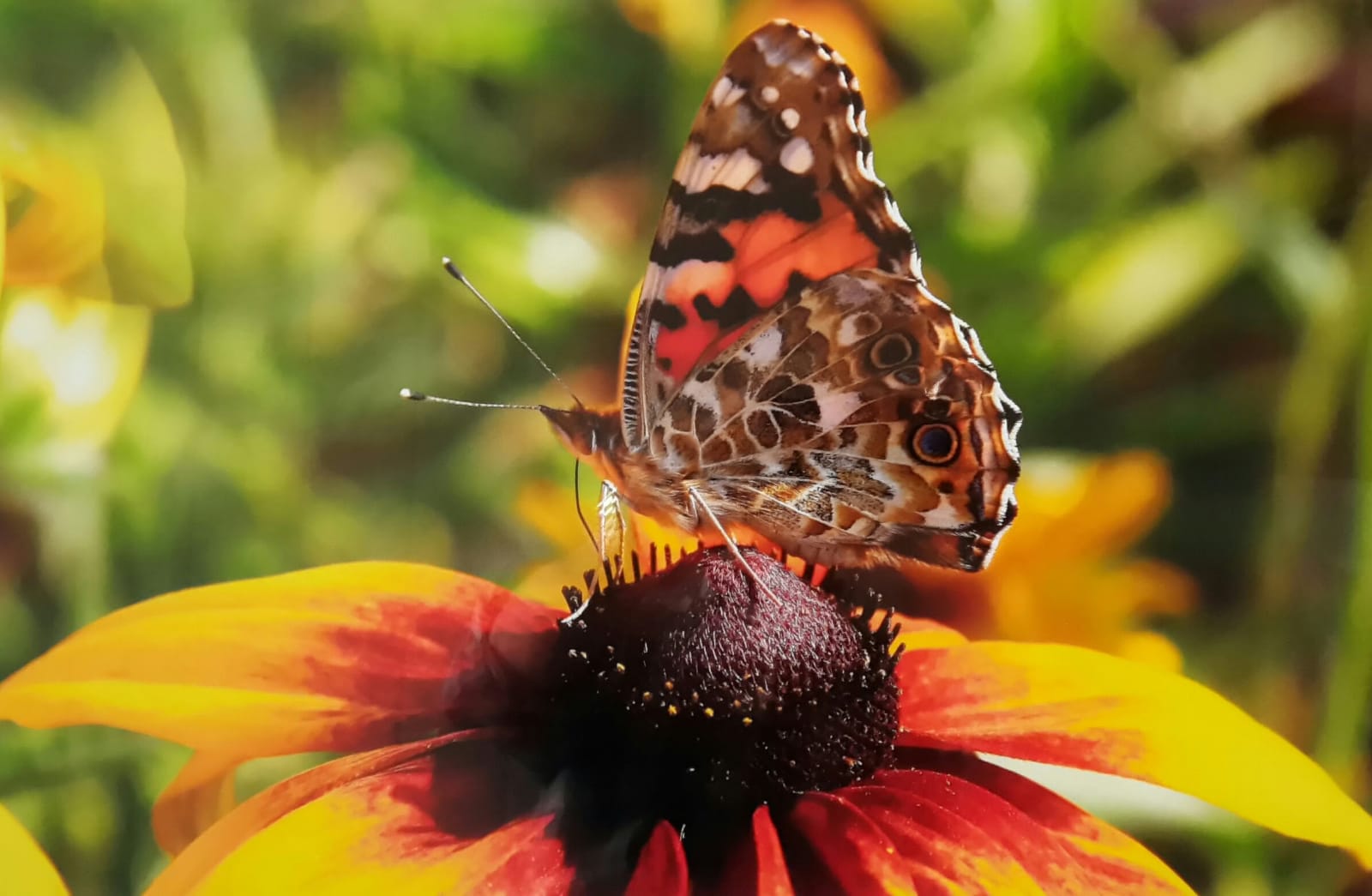 Schmetterling