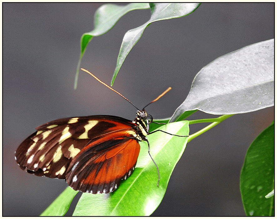 Schmetterling