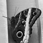 Schmetterling