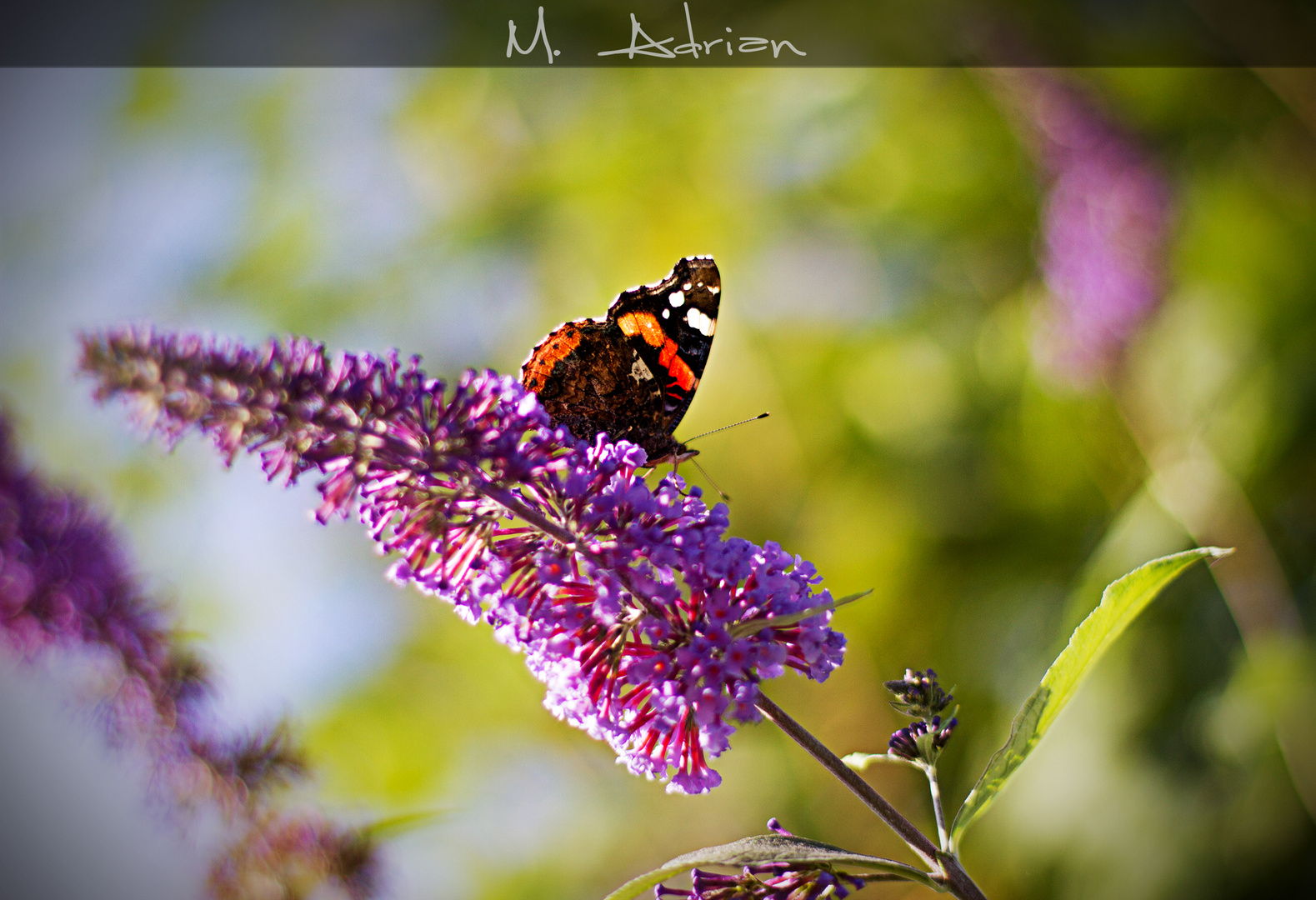 Schmetterling