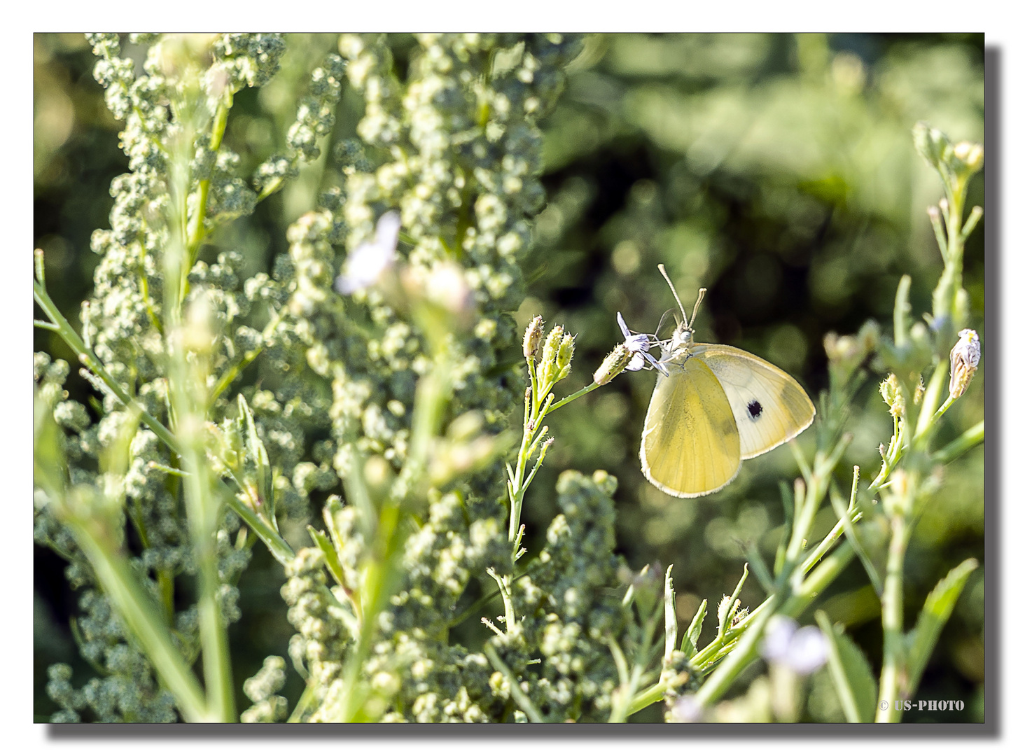 Schmetterling