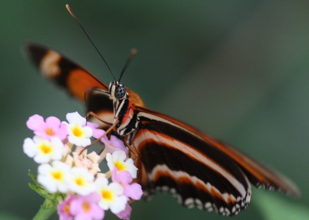 Schmetterling