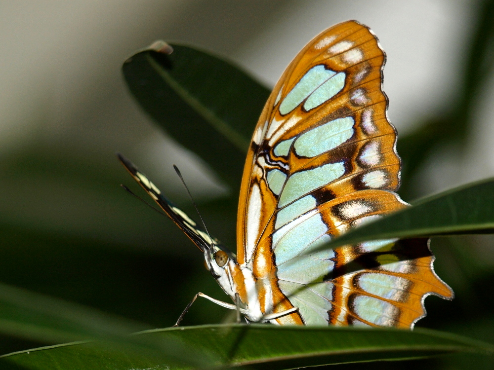 Schmetterling