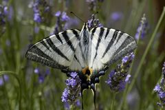 Schmetterling