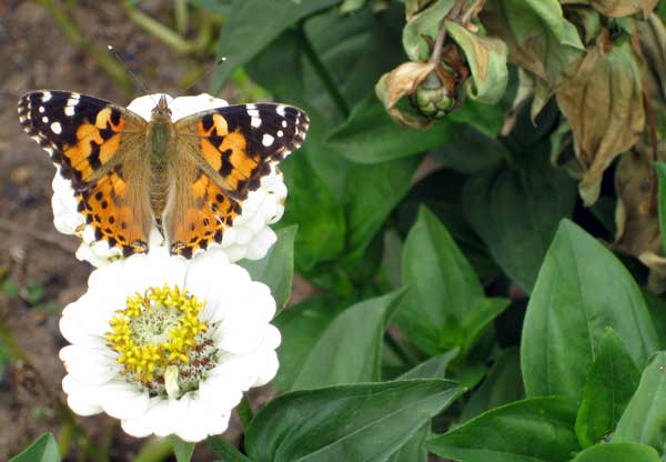 Schmetterling