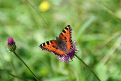 Schmetterling