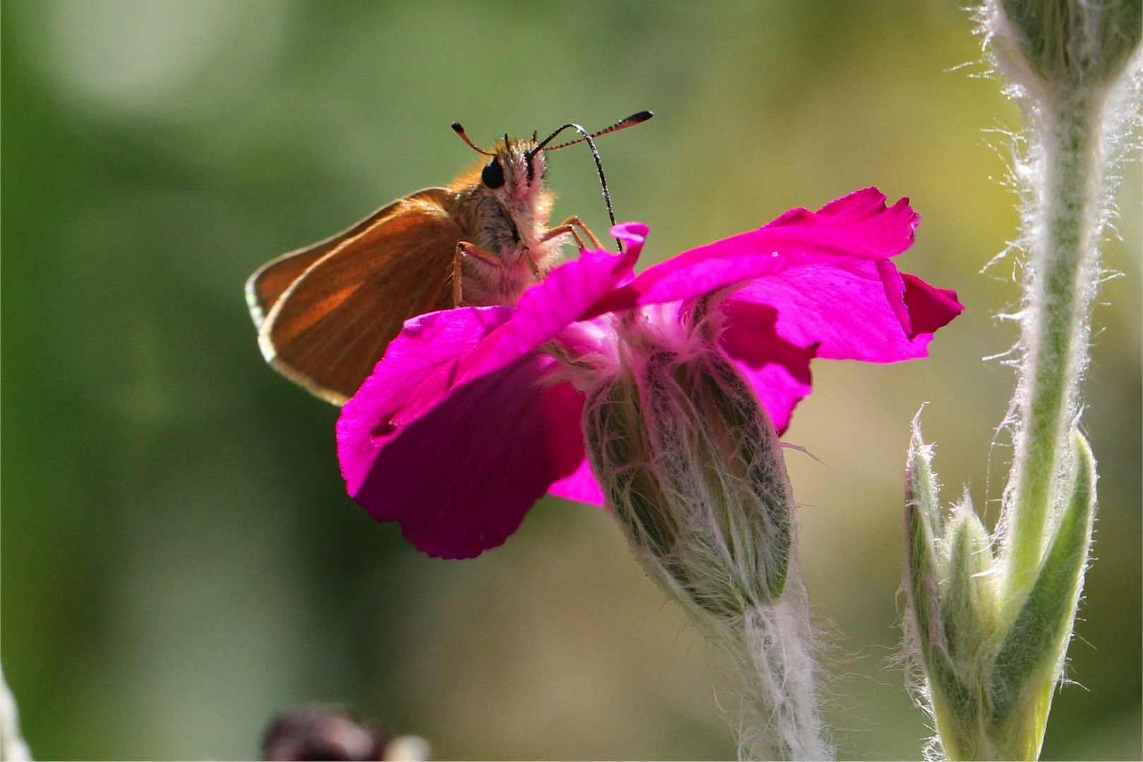 Schmetterling