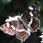 Schmetterling