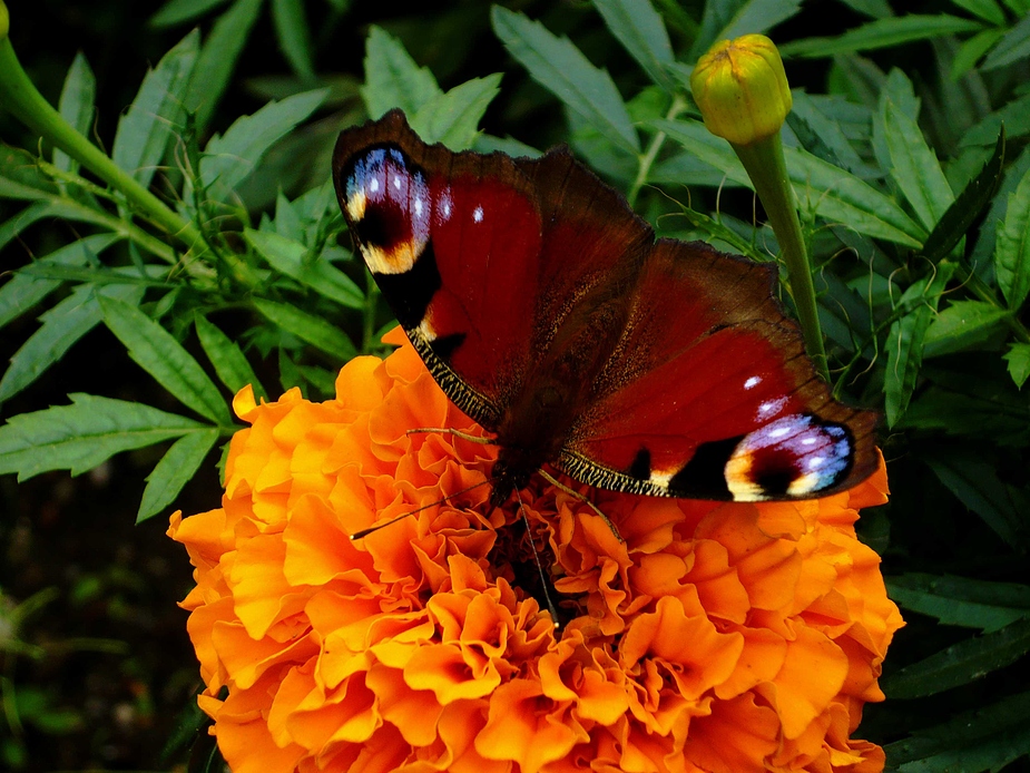 schmetterling =) von Nadja K. 